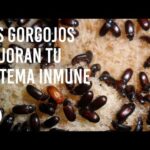 Gorgojo: Bichos de la madera que debes conocer