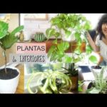 Guía para cuidar plantas de interior: Consejos prácticos