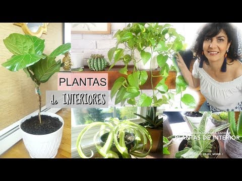 Guía para cuidar plantas de interior: Consejos prácticos