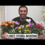 Plantas con flores de invierno: una guía completa