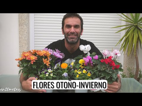 Plantas con flores de invierno: una guía completa