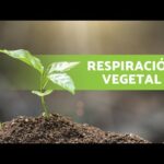 La respiración de la planta: todo lo que necesitas saber