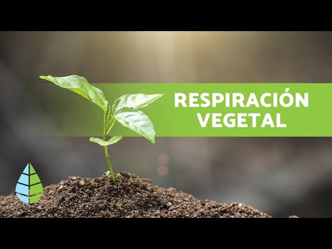 La respiración de la planta: todo lo que necesitas saber