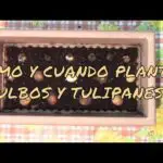 Guía para plantar tulipanes en Galicia: mejores fechas y cuidados