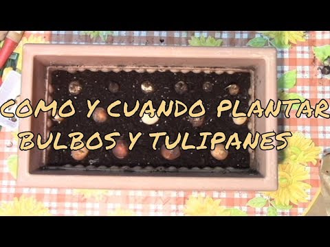 Guía para plantar tulipanes en Galicia: mejores fechas y cuidados
