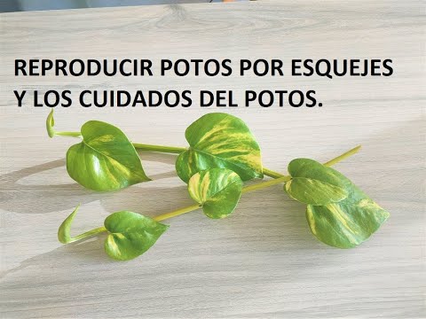 Guía para hacer esquejes de potos: paso a paso.