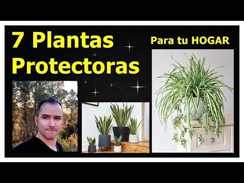 Plantas positivas: La mejor selección para tu hogar.