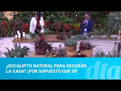 Ramos de eucalipto y paniculata: la combinación perfecta para decorar tu hogar