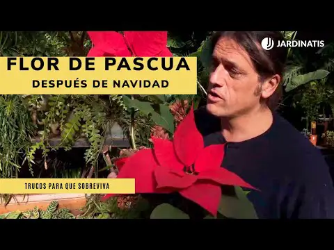 Imágenes de flores de Pascua: ¡Descubre su belleza única!