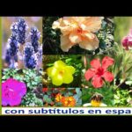 Conoce las Flores Gallegas: Nombres y Características.