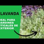 Jardines con Lavanda y Romero: Consejos y Diseños.