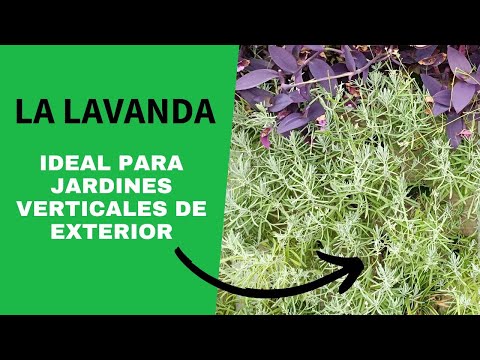 Jardines con Lavanda y Romero: Consejos y Diseños.