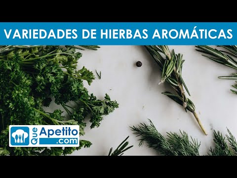 Descubre los nombres y fotos de las plantas aromáticas más populares