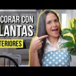 Planta interior de flor blanca: una opción elegante para decorar tu hogar