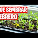 Plantas ideales para sembrar en febrero