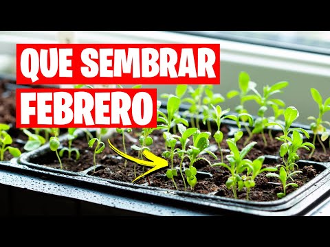 Plantas ideales para sembrar en febrero