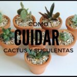 Cómo cuidar un cactus mini: Guía práctica