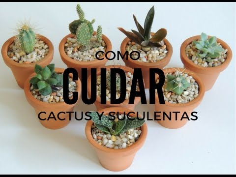 Cómo cuidar un cactus mini: Guía práctica