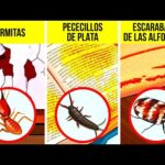 Insectos diminutos invadiendo tu hogar: ¡Encuentra soluciones aquí!