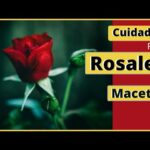 Cuidado de Rosales en Maceta: Consejos Útiles.