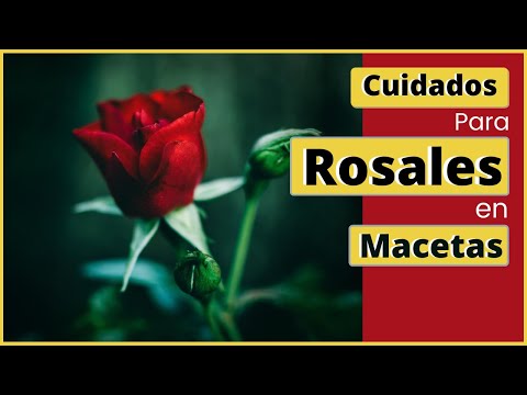 Cuidado de Rosales en Maceta: Consejos Útiles.