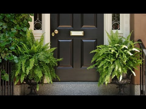 Plantas decorativas para la entrada de tu hogar