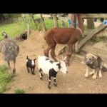 Casas rurales en el norte de Portugal: Descubre la belleza del campo