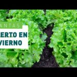 Plantas de invierno: lo que debes saber sobre lo que se planta en invierno