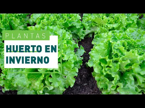 Plantas de invierno: lo que debes saber sobre lo que se planta en invierno