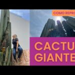 Guía para crear un cactus gigante en casa.