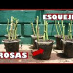 Esquejes de rosas en agua: todo lo que debes saber