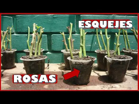 Esquejes de rosas en agua: todo lo que debes saber