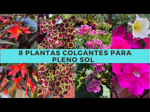 Plantas colgantes resistentes para balcones: Guía de selección