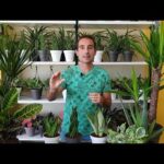 Plantas para baño pequeño: Ideas para decorar y purificar el aire