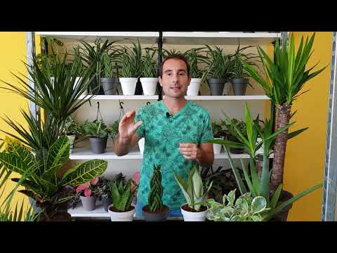 Plantas para baño pequeño: Ideas para decorar y purificar el aire