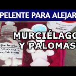 Ahuyenta palomas con lejía