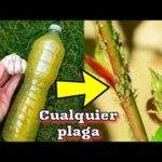 Remedio casero para las plantas: trucos efectivos y fáciles de hacer.