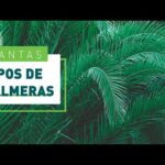 Palmeras en maceta para exterior: la mejor opción para tu jardín