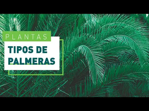 Palmeras en maceta para exterior: la mejor opción para tu jardín