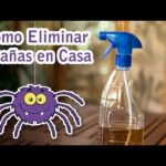 Elimina arañas en casa: consejos prácticos