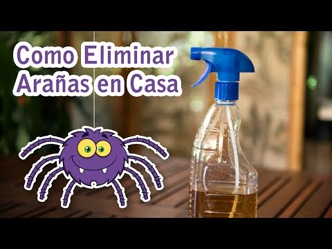 Elimina arañas en casa: consejos prácticos