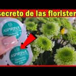 Floristería Valencia cerca de ti: Encuentra el mejor arreglo floral.