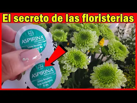 Floristería Valencia cerca de ti: Encuentra el mejor arreglo floral.