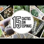 Tipos de cactus sin espinas: Descubre las variedades más populares