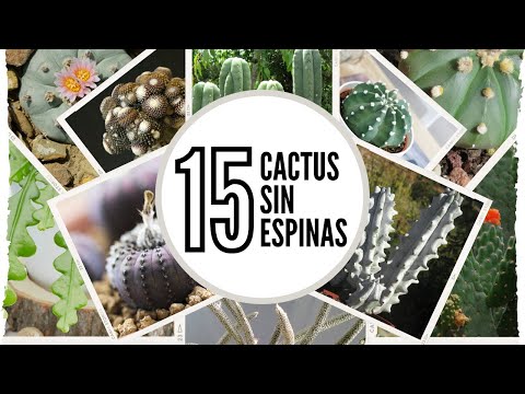 Tipos de cactus sin espinas: Descubre las variedades más populares