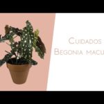 Cuidados de la Begonia Maculata: Guía Completa