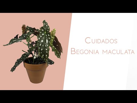 Cuidados de la Begonia Maculata: Guía Completa