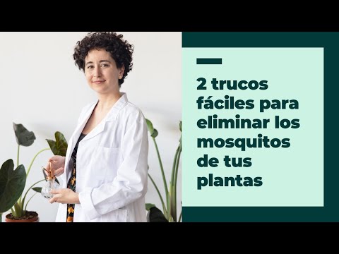 Cómo eliminar mosquitos de las plantas - Guía completa