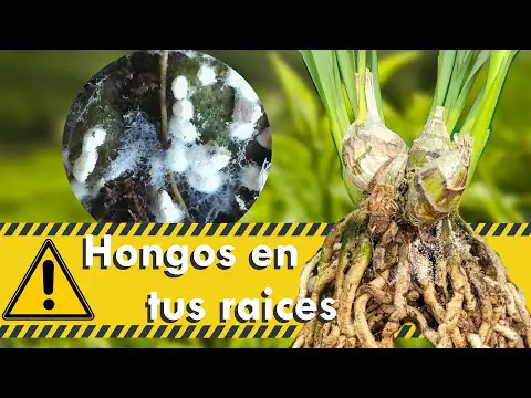 Hongos en raíces de orquídeas: causas y soluciones.