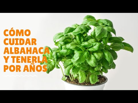 Cuidados de la albahaca: sol o sombra.